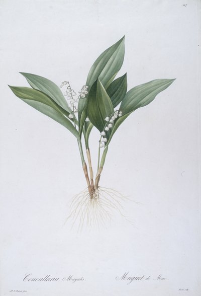 Convallaria majalis (Mughetto), 1808 da Pierre Joseph Redouté